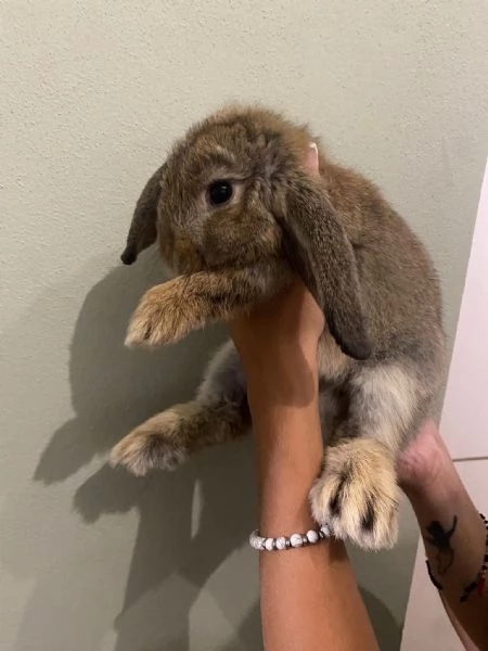 Cuccioli di coniglio | Foto 0