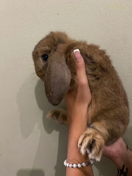 Cuccioli di coniglio