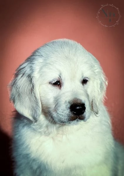 Golden Retriever Cuccioli Bellissimi