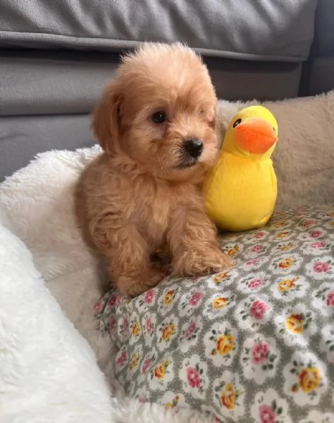 Arrivo dei cuccioli di Maltipoo