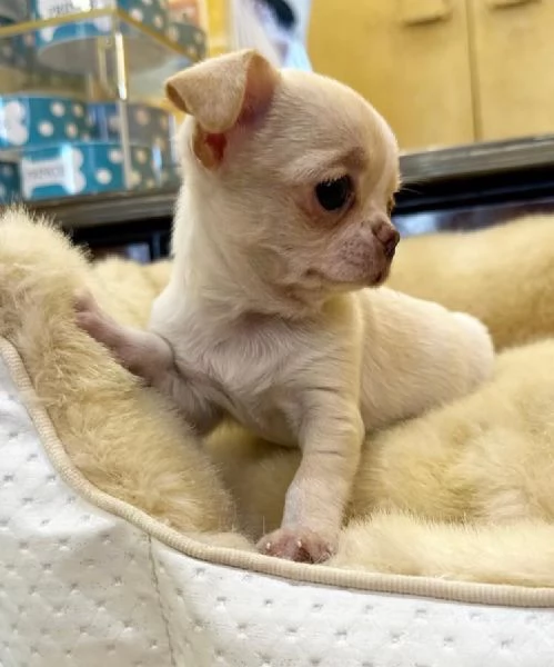 4 Chihuahua Toy cuccioli maschio e femmina