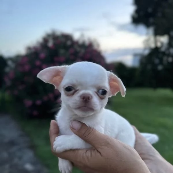 4 Chihuahua Toy cuccioli maschio e femmina | Foto 2