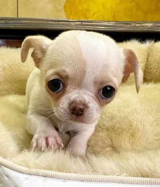 4 Chihuahua Toy cuccioli maschio e femmina | Foto 0