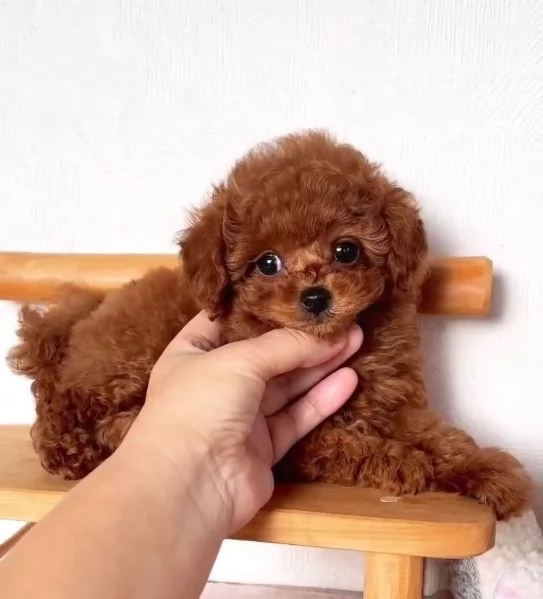 1 Barboncino Toy cuccioli maschio e femmina