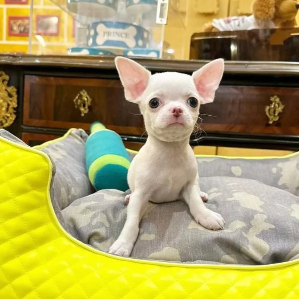  Chihuahua Toy cuccioli maschio e femmina