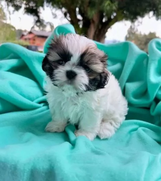 ShihTzu Mini Toy cuccioli maschio e femmina | Foto 0