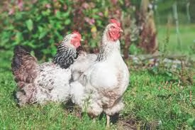 Galline di casada pulite e curate