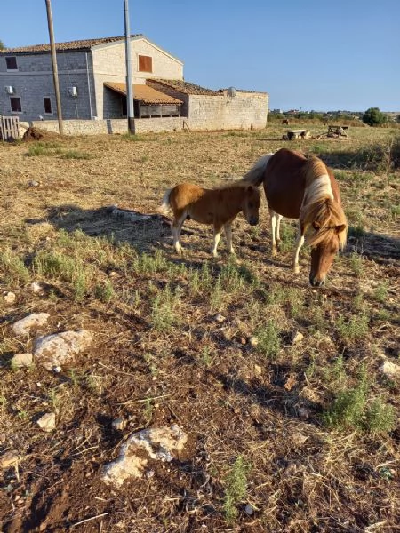 Vendita di pony