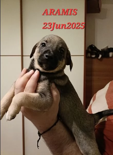4 Moschettieri | Foto 4