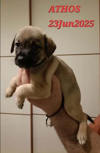 4 Moschettieri | Foto 0