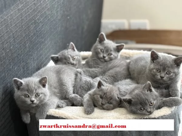 meravigliosi cuccioli di British Shorthair