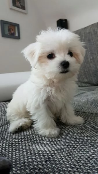 Cuccioli di Maltese Bichon in vendita gratuitamente