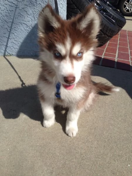 Siberian Husky di razza pura occhi azzurri bianco e nero disponibili per regalo | Foto 0