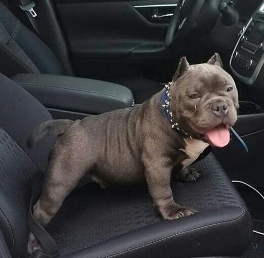 Cuccioli di Pitbull di razza pura di 3 mesi a prezzi convenienti