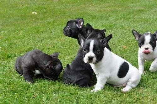Bulldog francese femmina bianca e nera