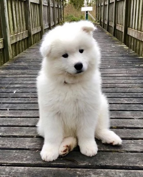 Ho dei bellissimi cuccioli di Samoiedo