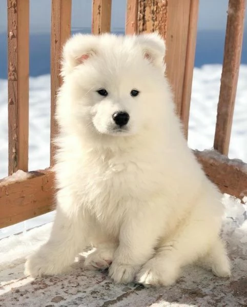 Ho dei bellissimi cuccioli di Samoiedo | Foto 0