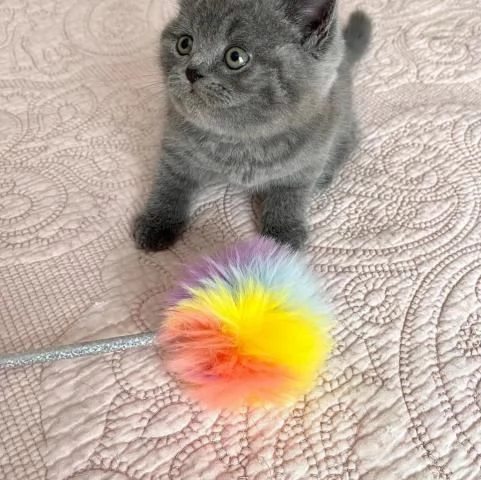 Gattini British Shorthair pronti per essere adottati