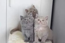 Gattini British Shorthair pronti per essere adottati | Foto 0