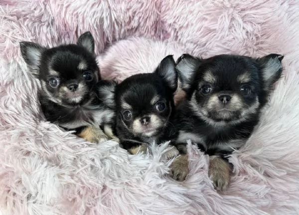 Bellissimi cuccioli di chihuahua