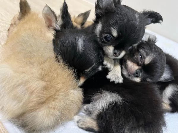 Bellissimi cuccioli di chihuahua | Foto 1
