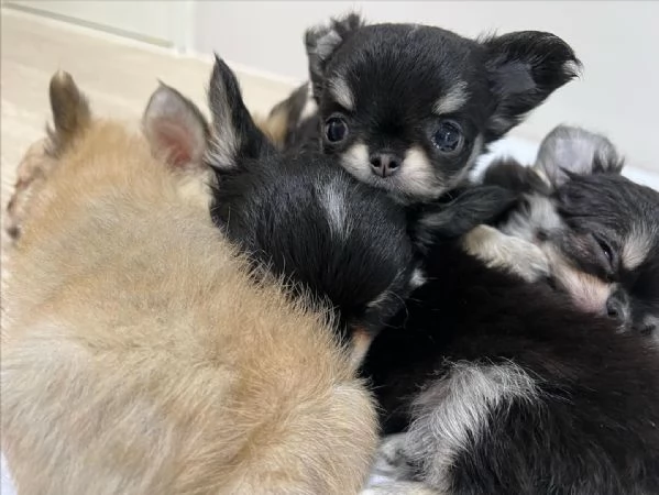 Bellissimi cuccioli di chihuahua | Foto 0