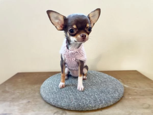 Cuccioli di Chihuahua Chrming