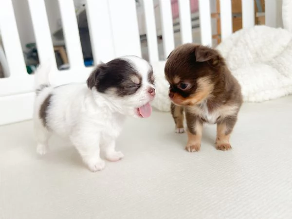 Adorabili cuccioli di chihuahua in adozione