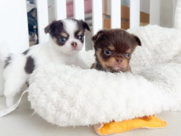 Adorabili cuccioli di chihuahua in adozione | Foto 1