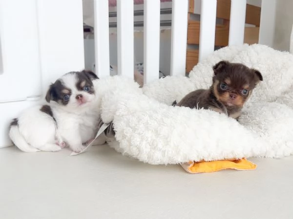 Adorabili cuccioli di chihuahua in adozione | Foto 0