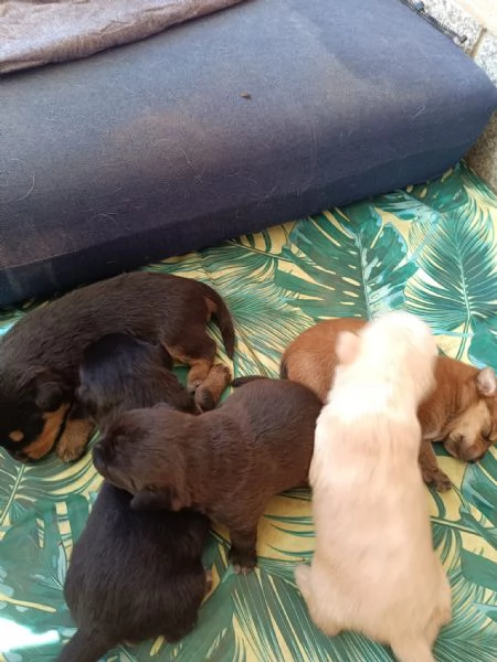 Cuccioi meticci da adottare | Foto 4