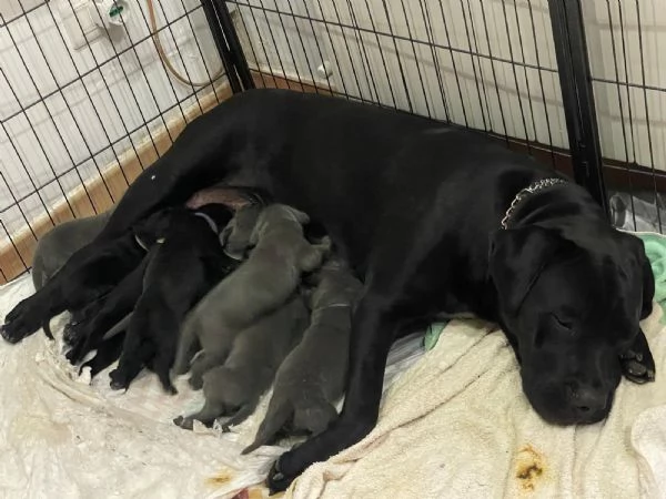 Cuccioli Cane Corso 
