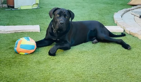 Cuccioli Cane Corso  | Foto 4