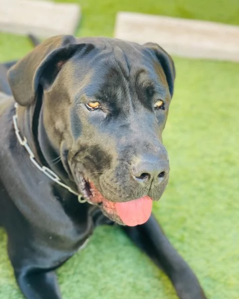 Cuccioli Cane Corso  | Foto 3