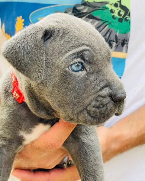 Cuccioli Cane Corso  | Foto 2