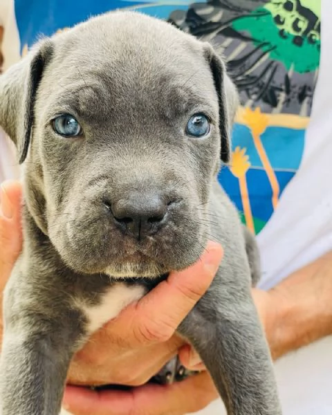 Cuccioli Cane Corso  | Foto 1