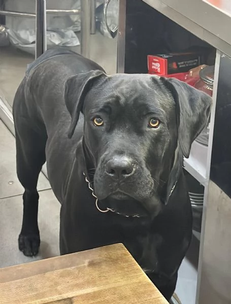 Cuccioli Cane Corso  | Foto 0
