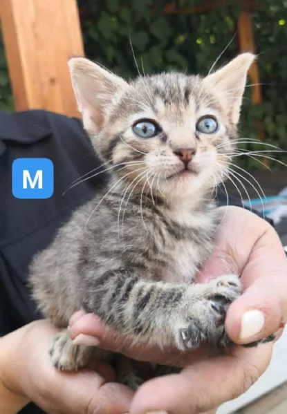 Gattini di 1 mese e mezzo | Foto 0