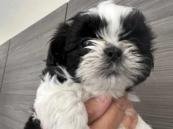 Ecco il nostro piccolo tesoro il cucciolo di Shih Tzu | Foto 5