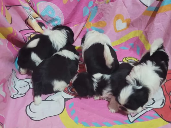 Ecco il nostro piccolo tesoro il cucciolo di Shih Tzu | Foto 4