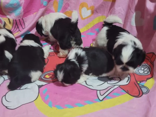 Ecco il nostro piccolo tesoro il cucciolo di Shih Tzu | Foto 3
