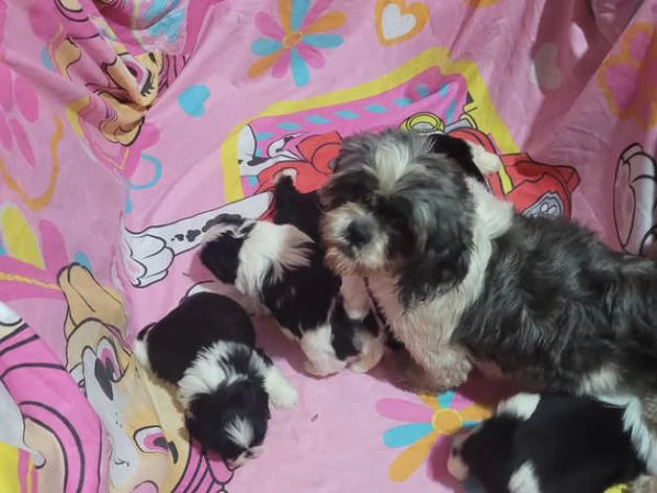 Ecco il nostro piccolo tesoro il cucciolo di Shih Tzu | Foto 2