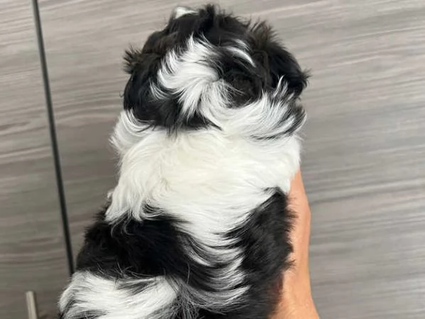 Ecco il nostro piccolo tesoro il cucciolo di Shih Tzu | Foto 1