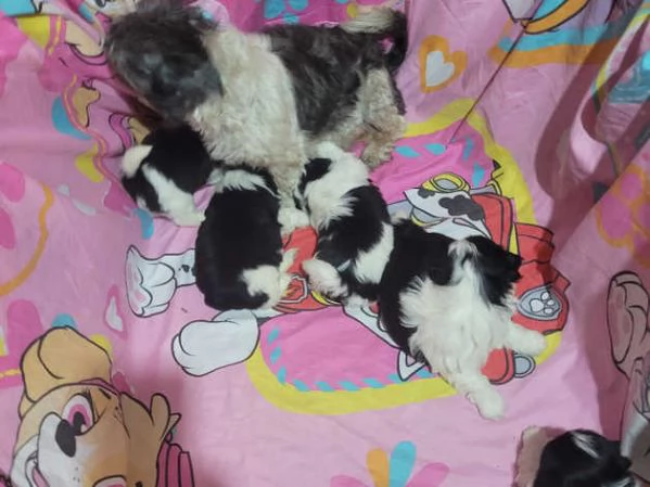 Ecco il nostro piccolo tesoro il cucciolo di Shih Tzu