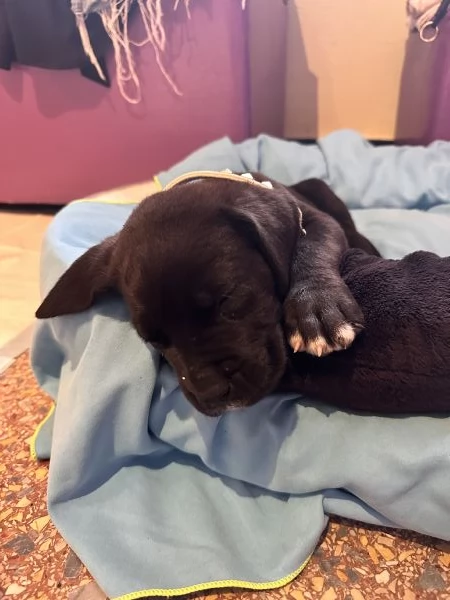 Cucciolo di Corso disponibile per una nuova famiglia