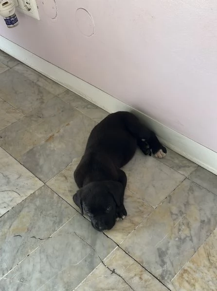 Cucciolo di Corso disponibile per una nuova famiglia | Foto 4