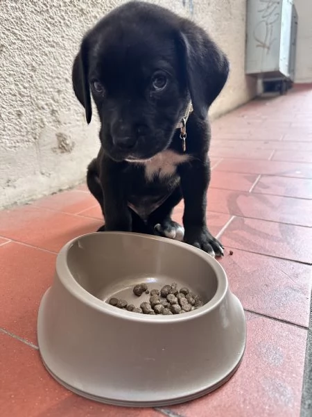 Cucciolo di Corso disponibile per una nuova famiglia | Foto 3