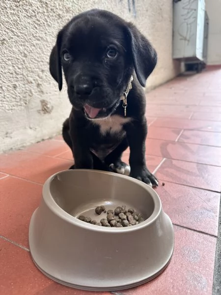 Cucciolo di Corso disponibile per una nuova famiglia | Foto 2