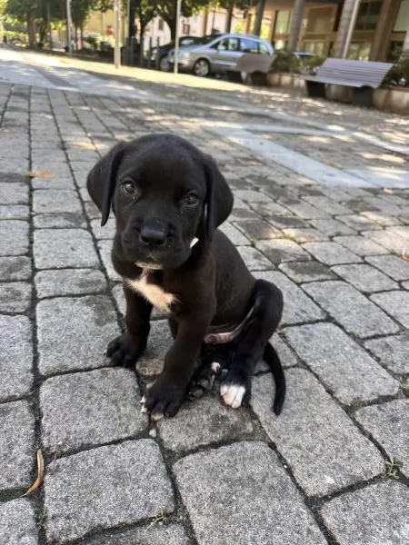 Cucciolo di Corso disponibile per una nuova famiglia | Foto 1