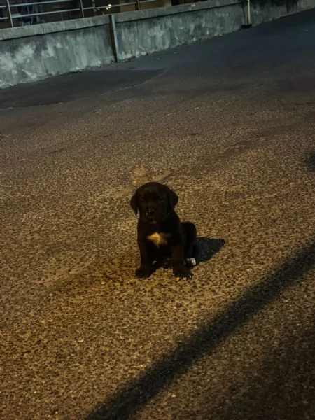 Cucciolo di Corso disponibile per una nuova famiglia | Foto 0